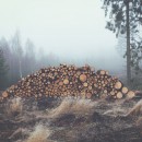 FOREST 7